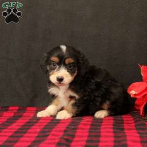 Oriana, Mini Bernedoodle Puppy